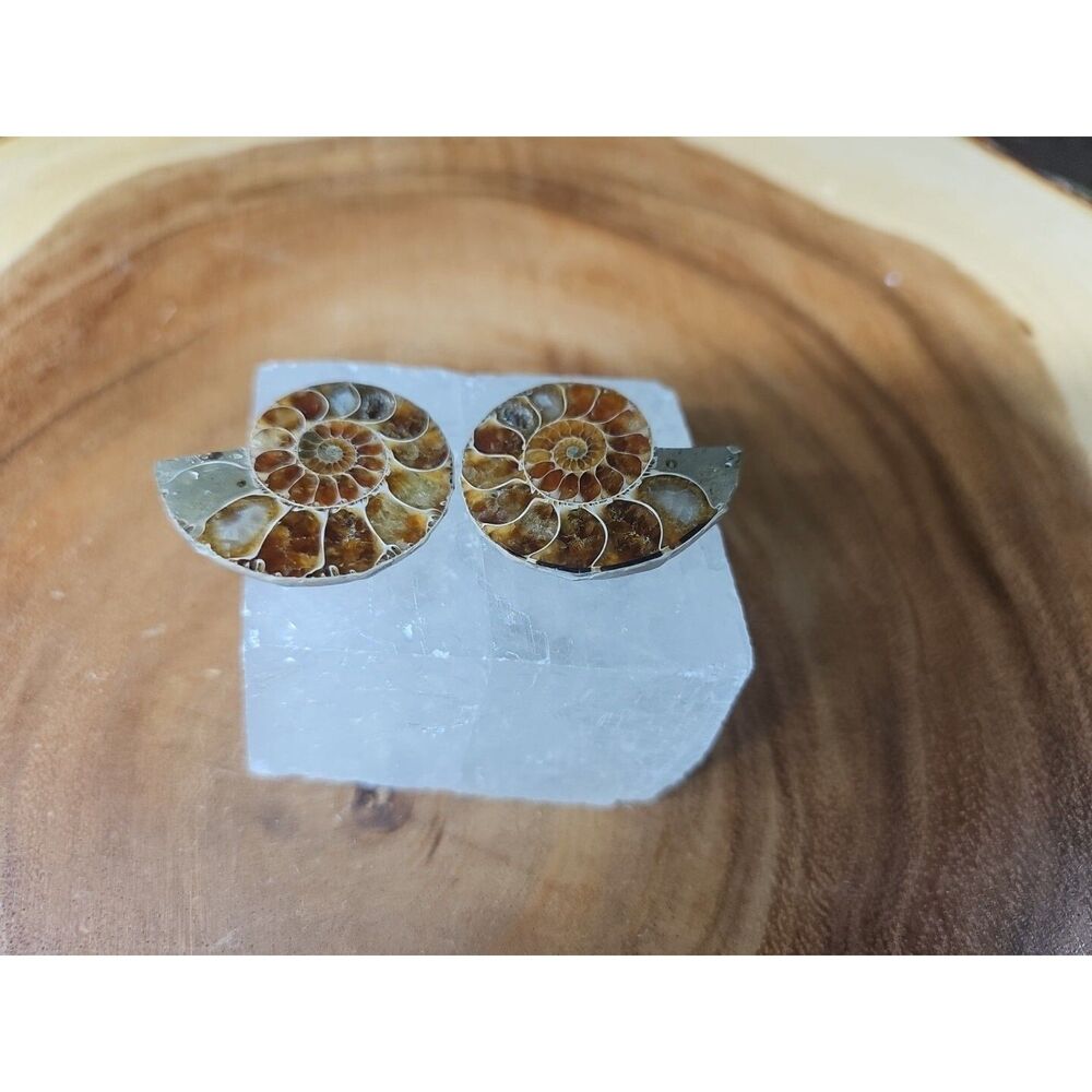 Ammonite Fossil W/Selenite Base 260g - CrystalCloud Company - Ammonite Fossil W/